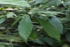 Strobilanthes aurita